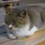 グリねこ＠T.A.T